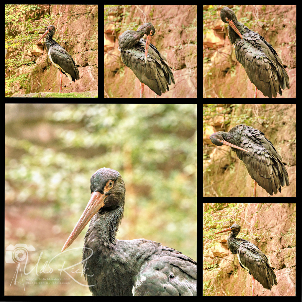 Gefiederpflege | Entdecken Sie Fotografie aus Leidenschaft: Auftragsfotografie, HD-Fotos, Geschenkartikel aus Ihren Bildern und vieles mehr. Beauftragen Sie uns für besondere Momente!