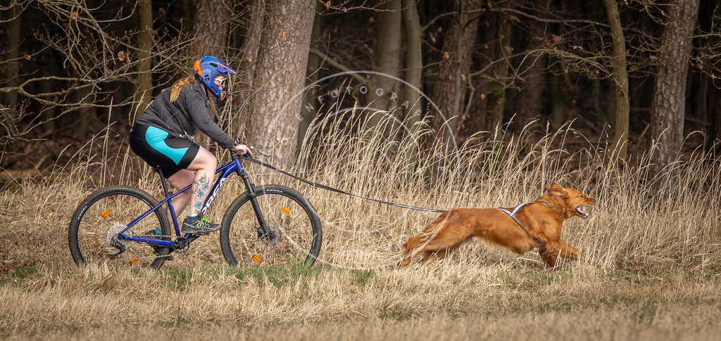 DV3A4563 | Hundefotografie, Tierfotograf, Pfotenfotografie, Fotoshooting Hund, Hunde Portrait, Hundesport, Hundeportraits, Heideshooting, Hunde, Sportfotograf, Hundefotograf, Turnierhundsport, THS,  - Realisiert mit Pictrs.com