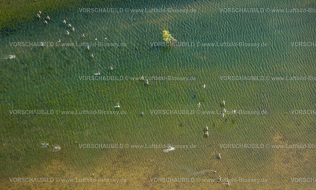 Wesel240402189BislicherInsel-Wesel | Luftbild, NSG Naturschutzgebiet Bislicher Insel Auenlandschaft, Gänse im Flug über den Fluss Alter Rhein, Ginderich, Wesel, Niederrhein, Nordrhein-Westfalen, Deutschland