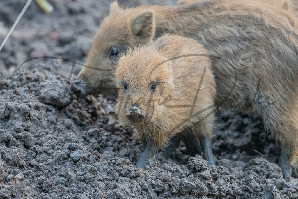 tiere-1-10 | fotografie-derks - Realisiert mit Pictrs.com