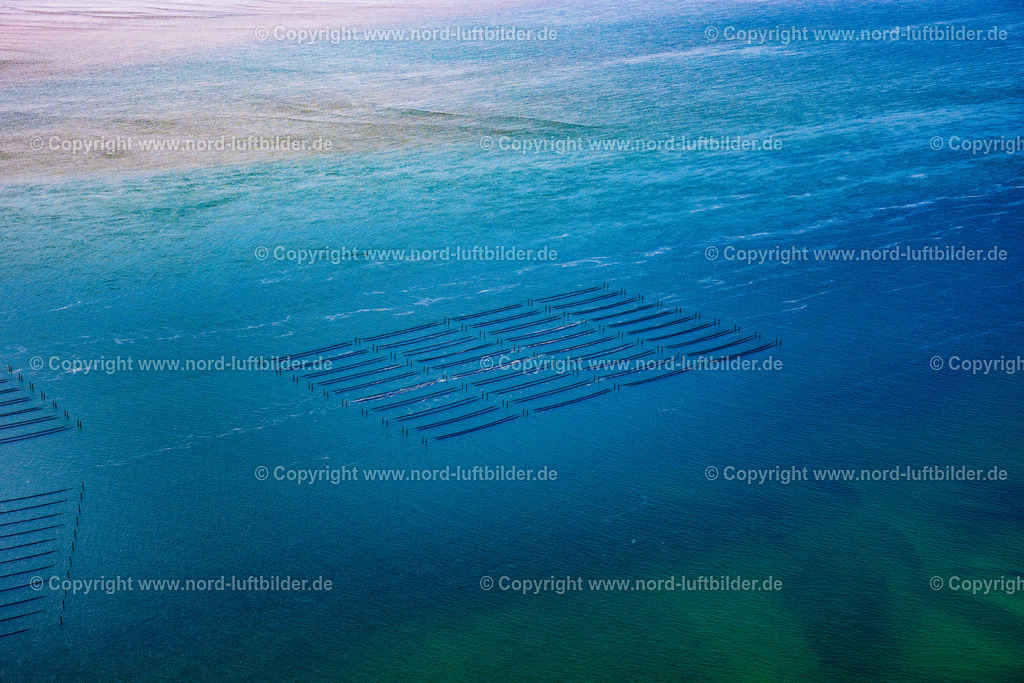 Sylt_Hörnum_Austernzucht_Netze_Wattseite_ELS_2833210625 | HöRNUM (SYLT) 21.06.2025 Muschelzucht - Zuchtnetze an der Küste vor Hörnum (Sylt) im Bundesland Schleswig-Holstein, Deutschland. // Mussel farming - breeding nets on the coast off Hoernum (Sylt) in the federal state of Schleswig-Holstein, Germany. Foto: Martin Elsen