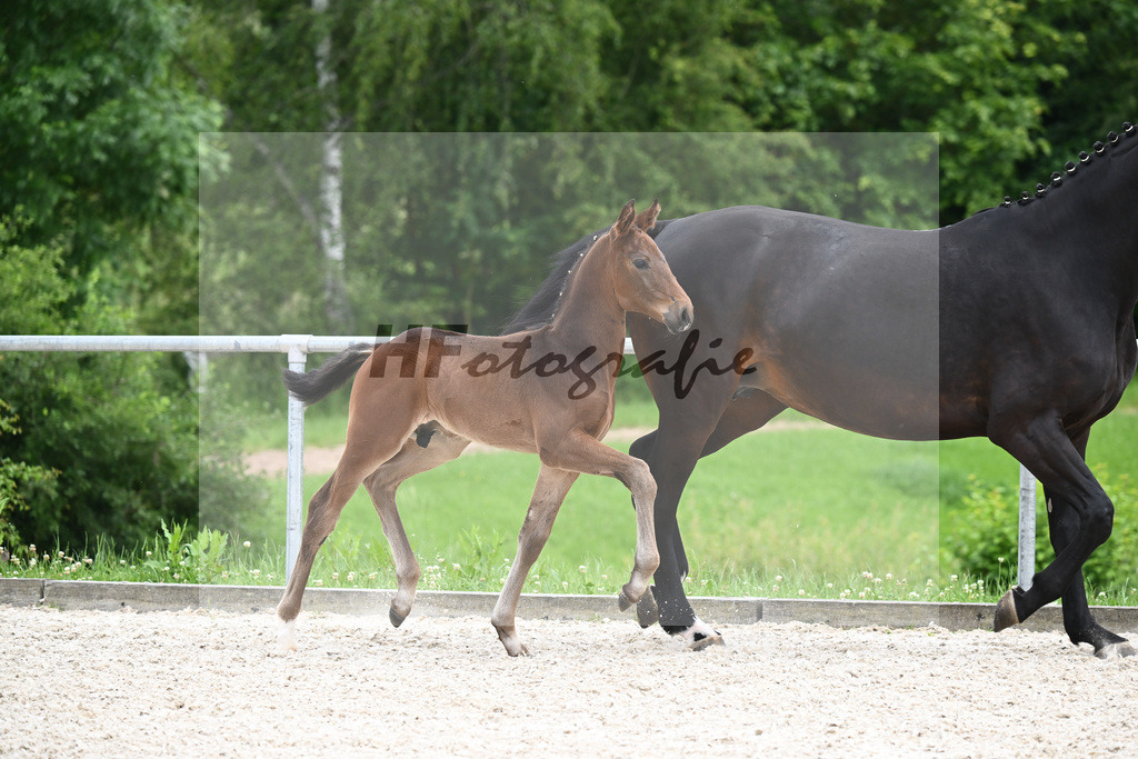 Va Bene x Fidertanz_HF_Koller_20240877 | hf-fotografie - Realisiert mit Pictrs.com