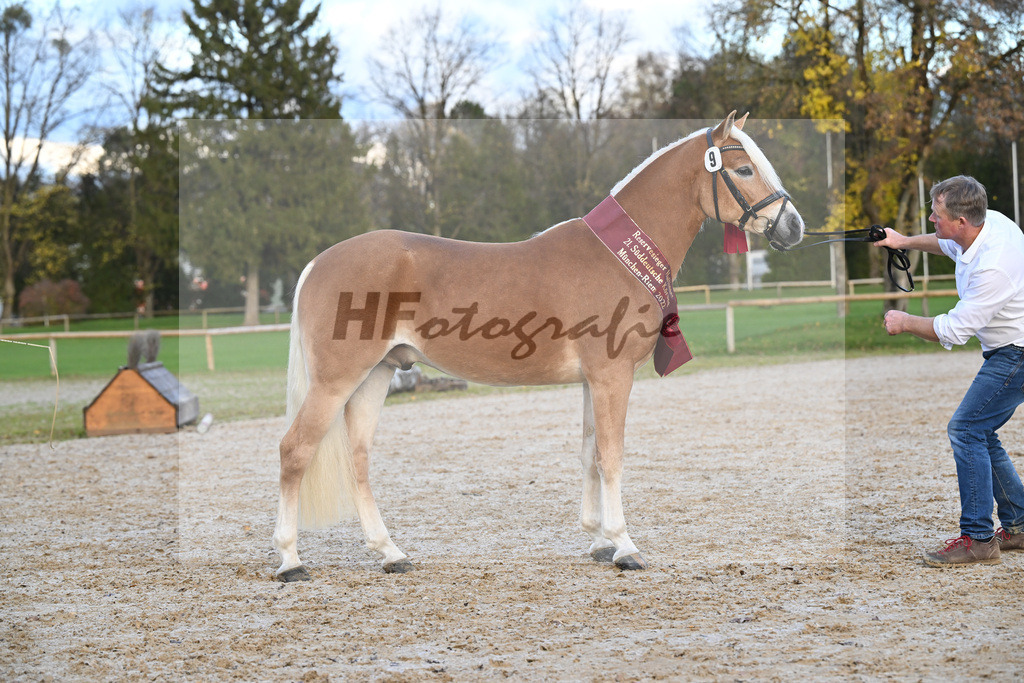 Kat-Nr. 9 Wilson P v. Wegas_Bleicher_60221821 | hf-fotografie - Realisiert mit Pictrs.com