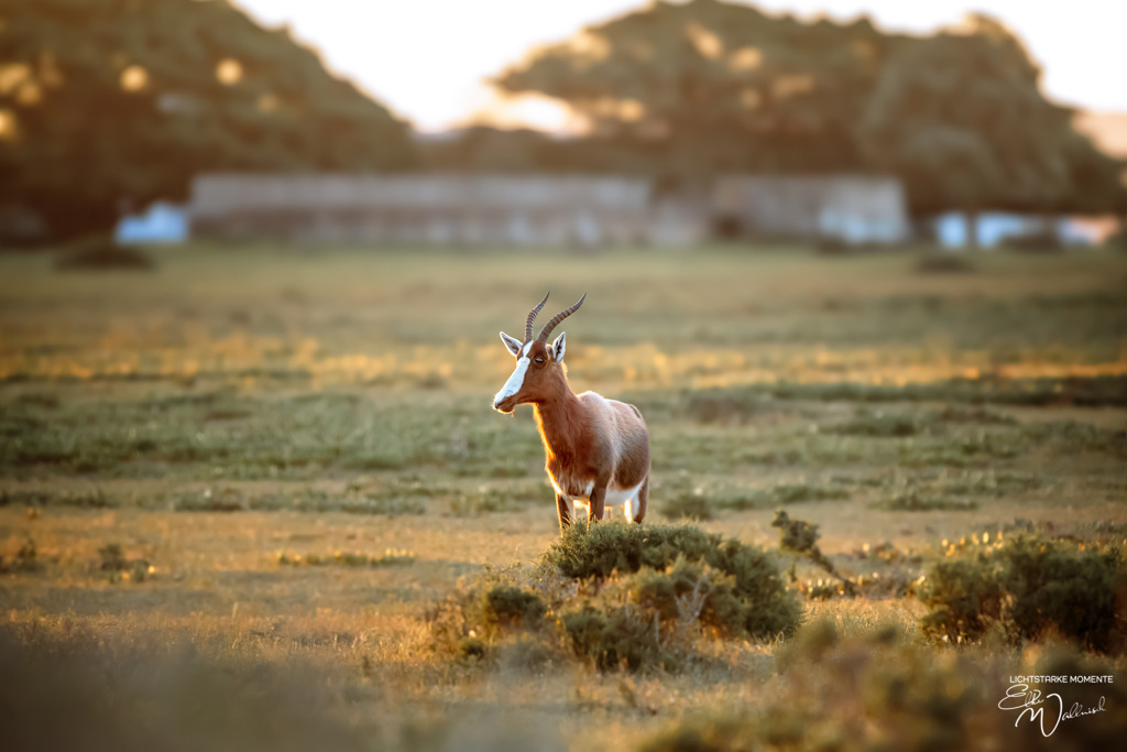 20231001-180728 SOUTHAFRIKA_-1 | Herzlich willkommen auf meiner Seite! Ich bin Elke Wallnisch, Deine Fotografin für lichtstarke Momente. Der Name steht für alles, was mich mit der Fotografie verbindet: Das Licht und seine machtvolle Wirkung auf eine Situation oder unsere Stimmung - Realisiert mit Pictrs.com
