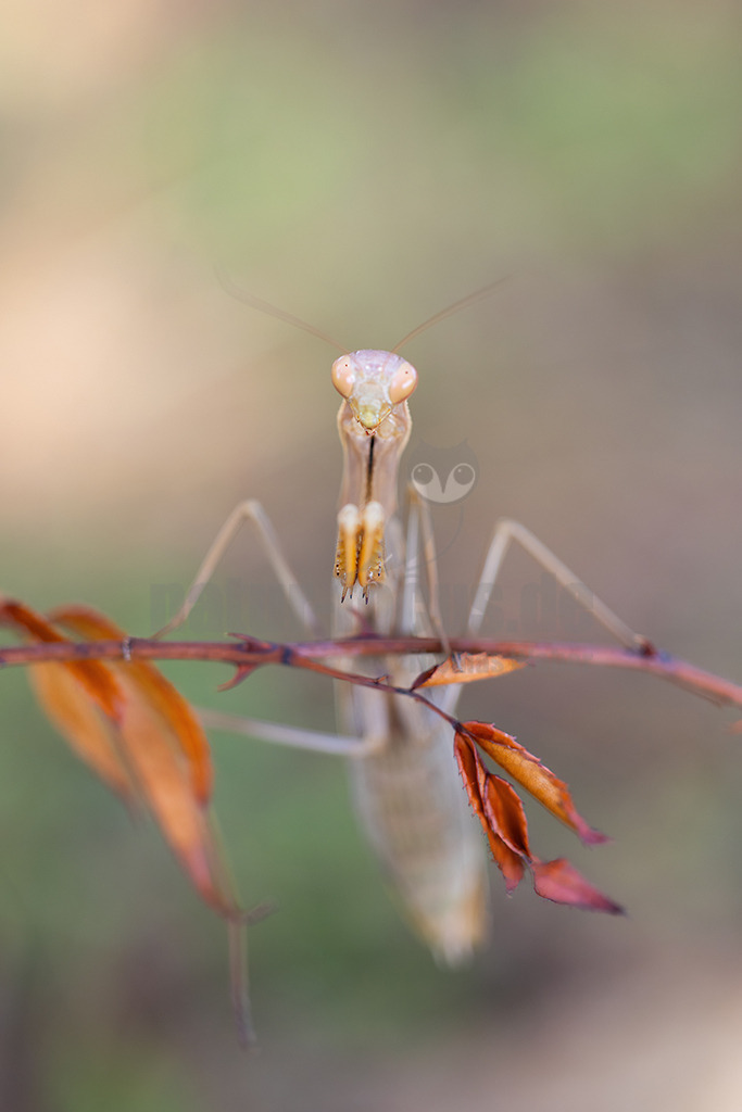 20221004134605 | Die Europäische Gottesanbeterin (Mantis religiosa), auch als Gemeine Gottesanbeterin oder nur als Gottesanbeterin bezeichnet, ist die einzige in Mitteleuropa vorkommende Vertreterin der Ordnung der Fangschrecken (Mantodea) und zählt innerhalb dieser Ordnung zur Familie der Mantidae. - Realisiert mit Pictrs.com