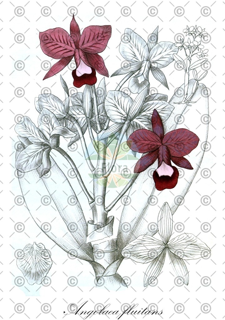 HistAbb_wfo-0000536542_436_ENZY_Simple | Historische Abbildung von Angolaea fluitans - Podostemaceae | Historical Illustration of Angolaea fluitans - Podostemaceae