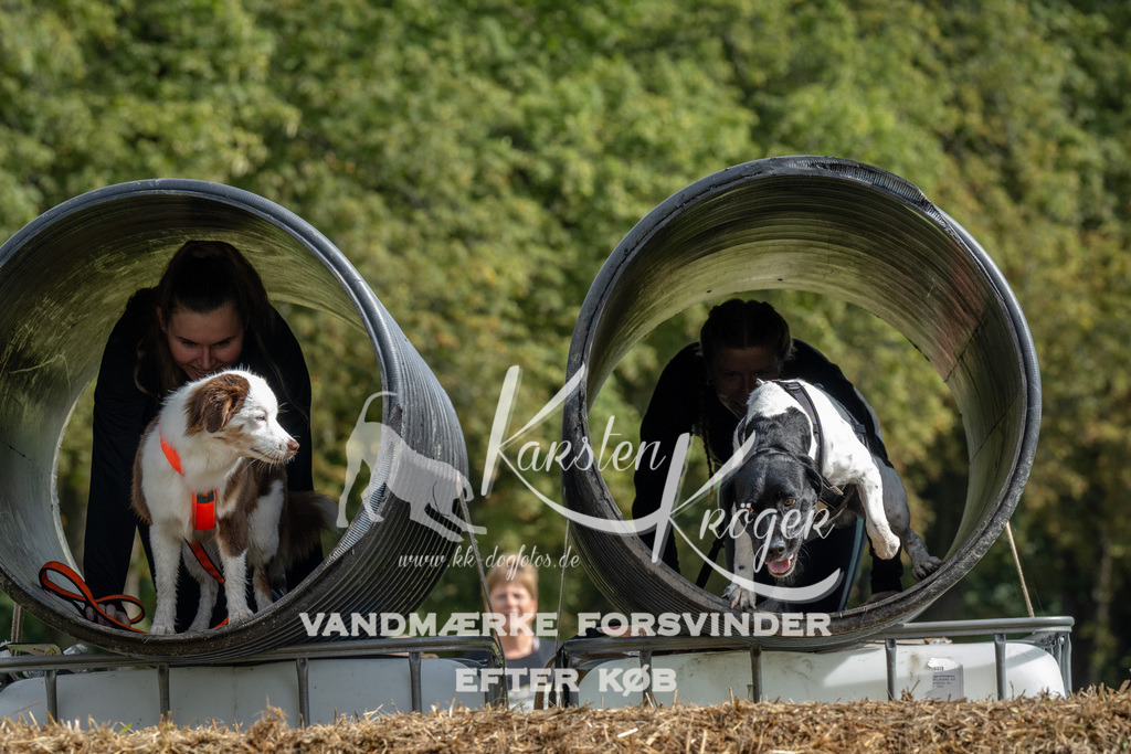 1134_ZZ94711 | kk-dogfotos