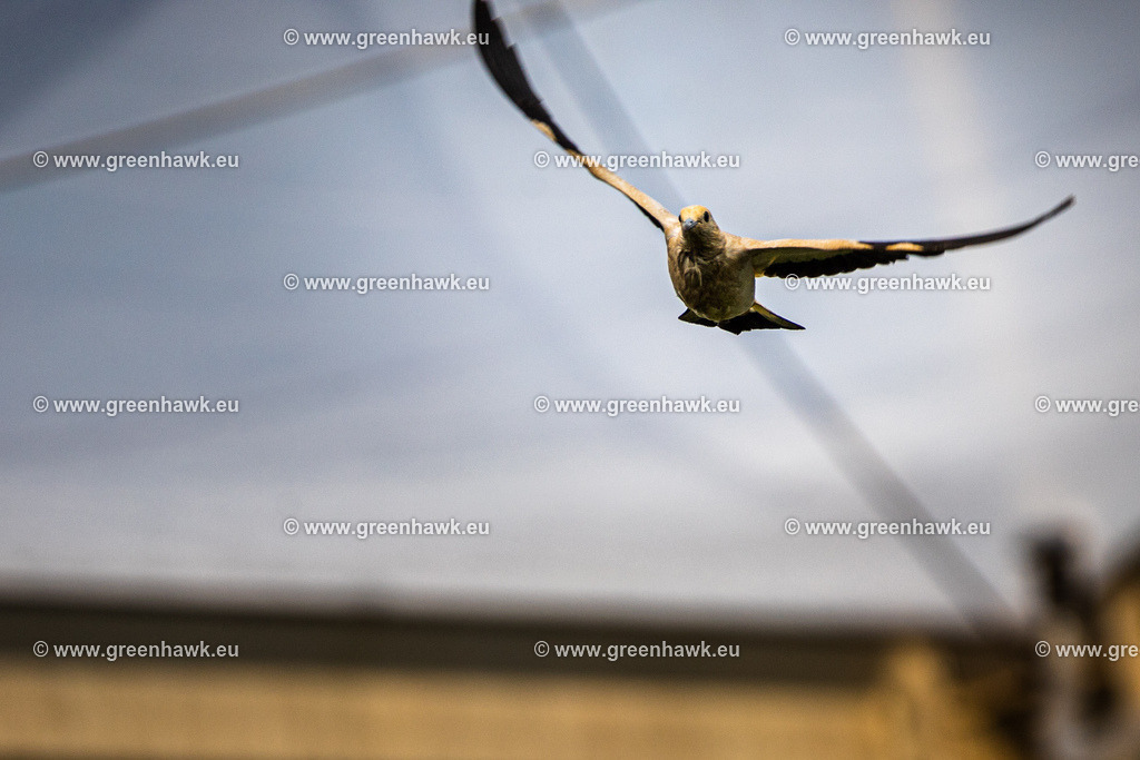 _MG_8807 | Greenhawks Bilder Shop für Landschaften, Urban, Tiere und weiteres als Poster Leinwand oder Fotogeschenk für Ostern Weihnachten oder Geburtstag  - Realisiert mit Pictrs.com