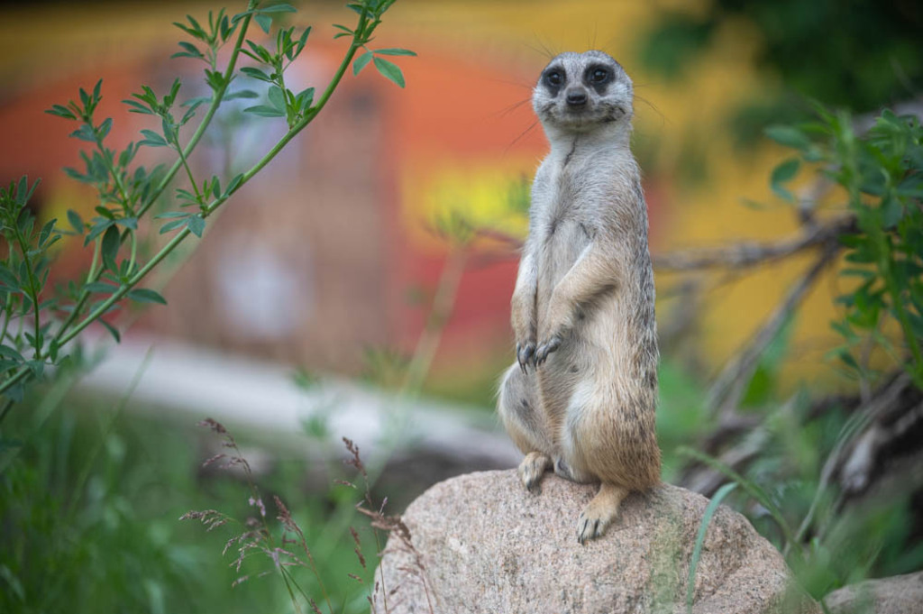 Safariland Stukenbrock, Deutschland | Die schönsten Bilder für Ihre Räume online bestellen! In unseren Bildergalerien findet Sie alles was es für Ihre Räume braucht. Lassen Sie sich überraschen ☺️ - Realisiert mit Pictrs.com