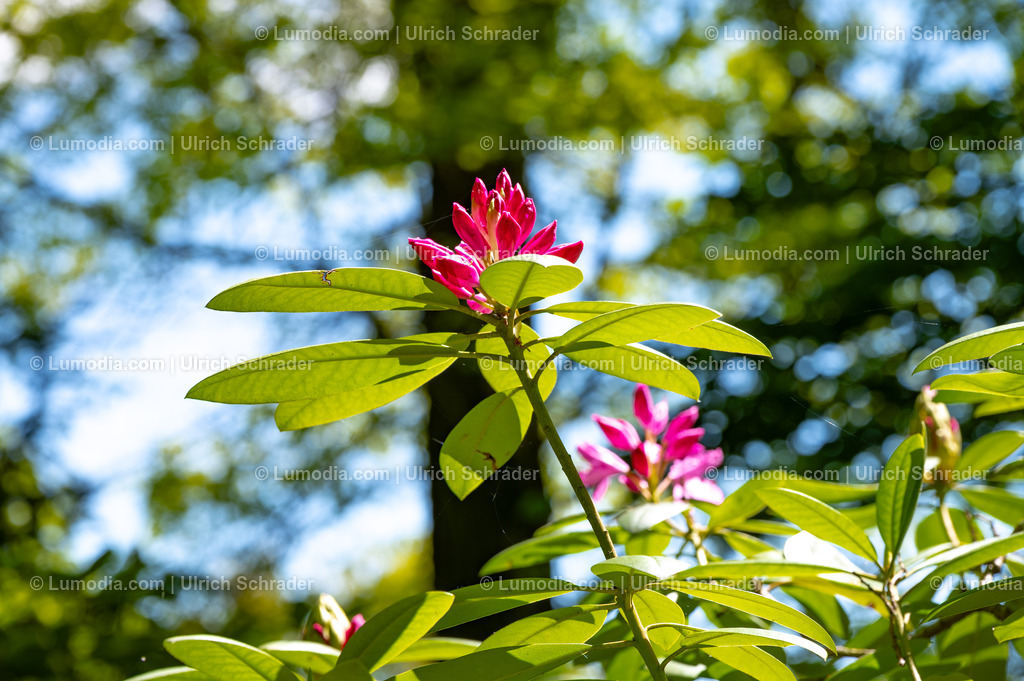 10049-14090 - Landschaftspark Degenershausen | Stockfoto und Bilderpool mit Bildmaterial aus Deutschland, dem Harz, Halberstadt, Quedlinburg, Wernigerode und weltweit. Qualitativ hochwertige und professionelle Fotos anschauen und kaufen. - Realisiert mit Pictrs.com