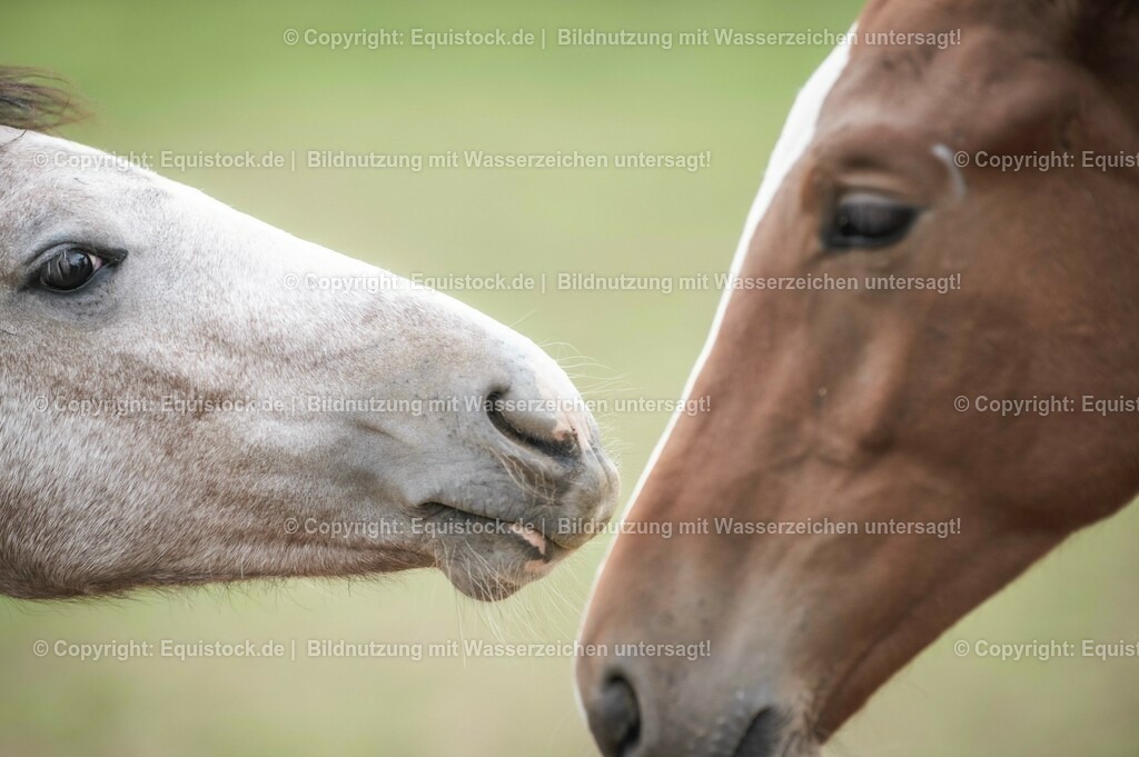 20201005_Fohlen_0067 | equistock