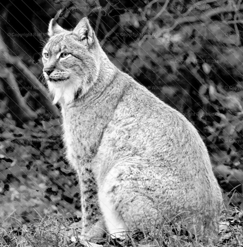 luchs01 | Rolf Wittke  - Realisiert mit Pictrs.com