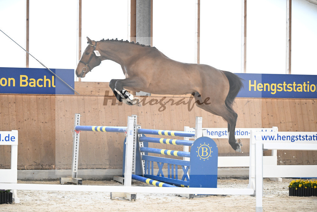Kat-Nr. 7 Securus Eickenrode v. Eldorado v d Zeshoek_5251235 | hf-fotografie - Realisiert mit Pictrs.com