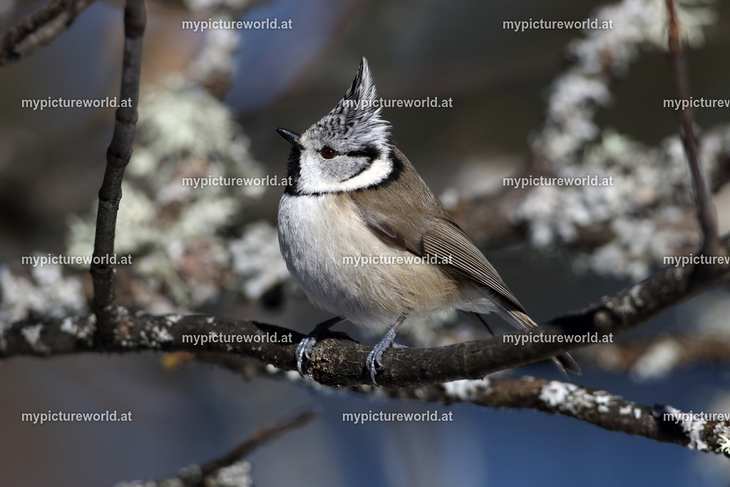 Haubenmeise-032 | Das Bilderarchiv über Tiere, Planzen und Landschaften. In der Bilddatenbank finden Sie ein große Auswahl an hochwertigen Bilder für Ihre Werbung - Realized with Pictrs.com