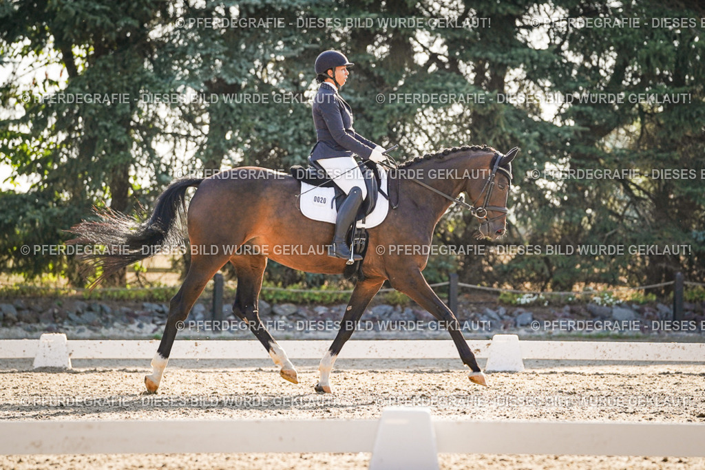 DSC08596 | Pferdegrafie