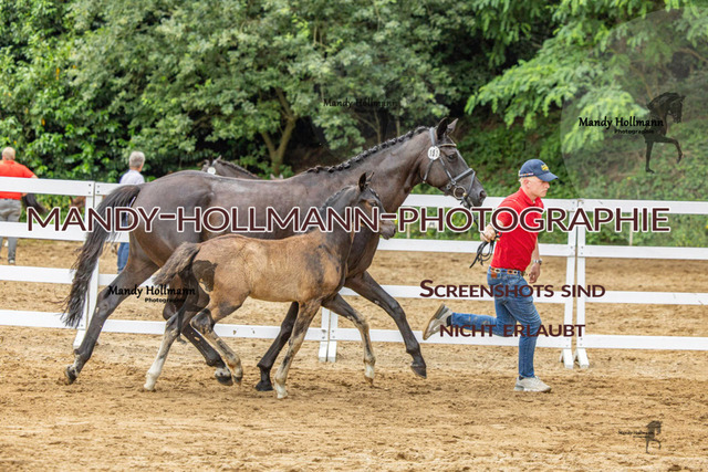 Sage Haast DR-770 | mandyhollmannphotographie
