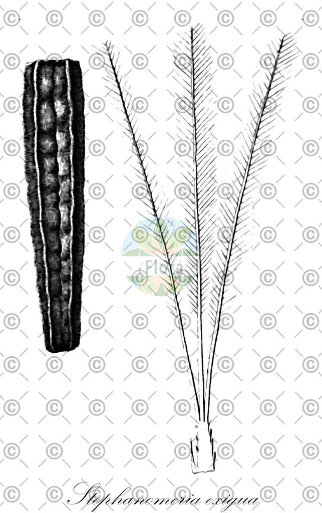 HistAbb_wfo-0001045745_1_ENZY_Simple | Historische Abbildung von Stephanomeria exigua - Asteraceae | Historical Illustration of Stephanomeria exigua - Asteraceae (skeletonplant)