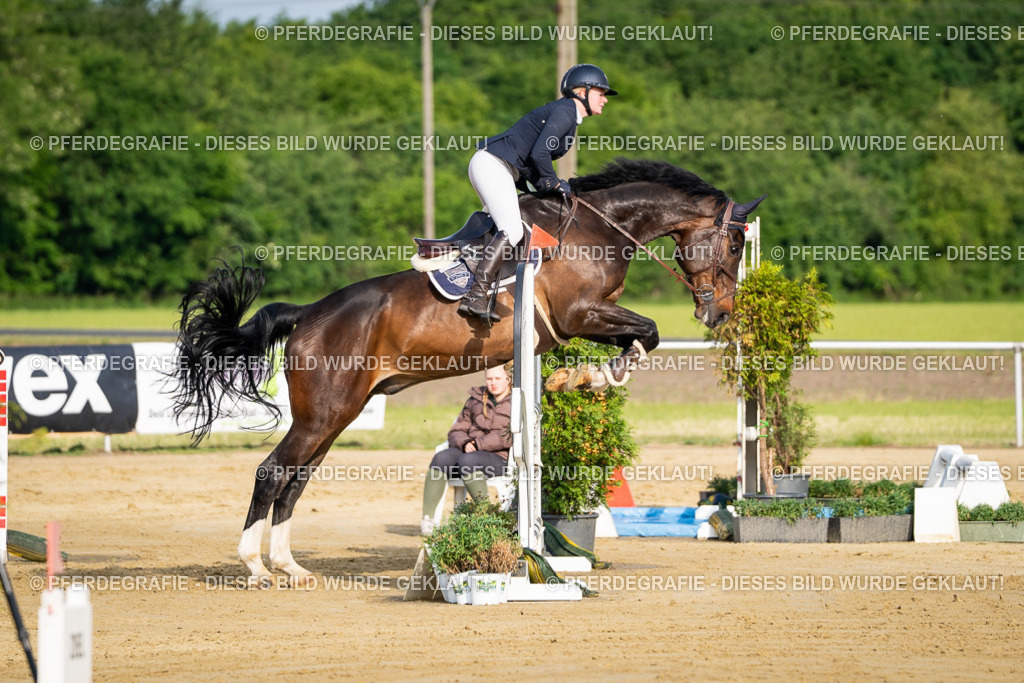 DSC02892 | Pferdegrafie