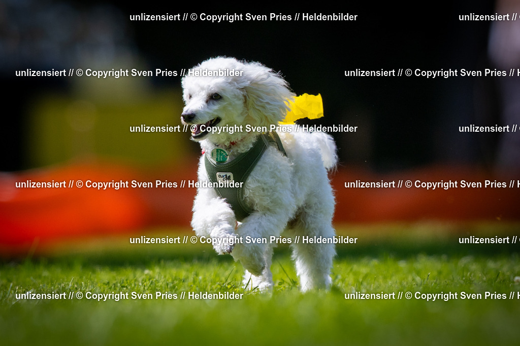 Sven Pries | 2025-08-10 - Hunderennen Durlach - Realisiert mit Pictrs.com