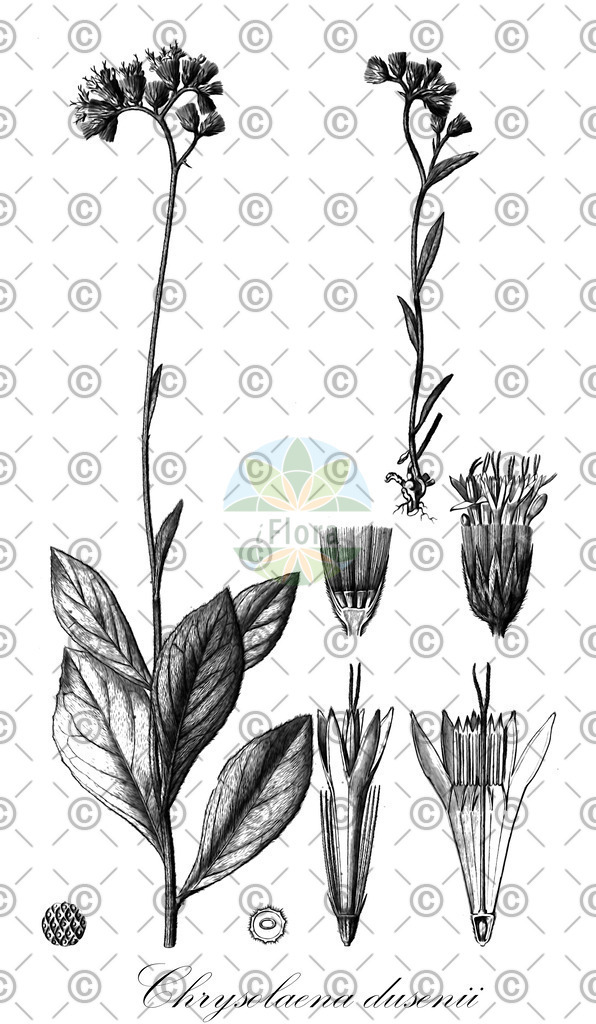 HistAbb_wfo-0000028553_1_ENZY_Simple | Historische Abbildung von Chrysolaena dusenii - Asteraceae | Historical Illustration of Chrysolaena dusenii - Asteraceae