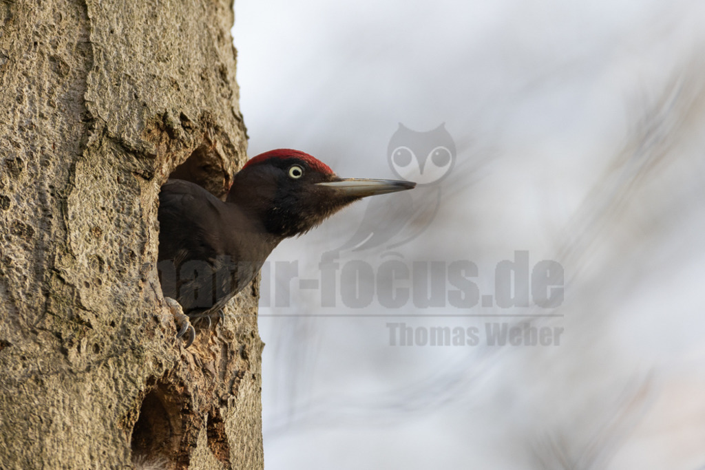 20220412180248-2 | Schwarzspecht an seiner Bruthöhle - Realisiert mit Pictrs.com