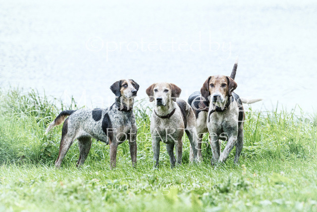 Foxhounds_Marina hewig | Fotografie, FotoArt, PferdesportArt, Pferdesportfotografie, Landschaftsfotografie, Reisefotografie, Reise, Pferde - Realisiert mit Pictrs.com