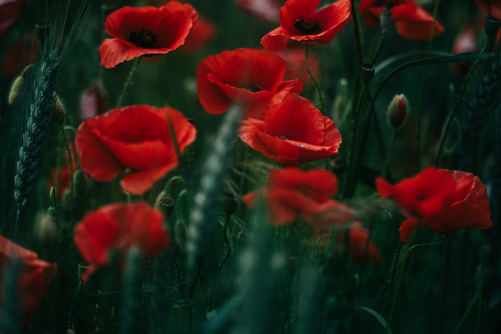 Mohn | Simone Sonderegger Photography
