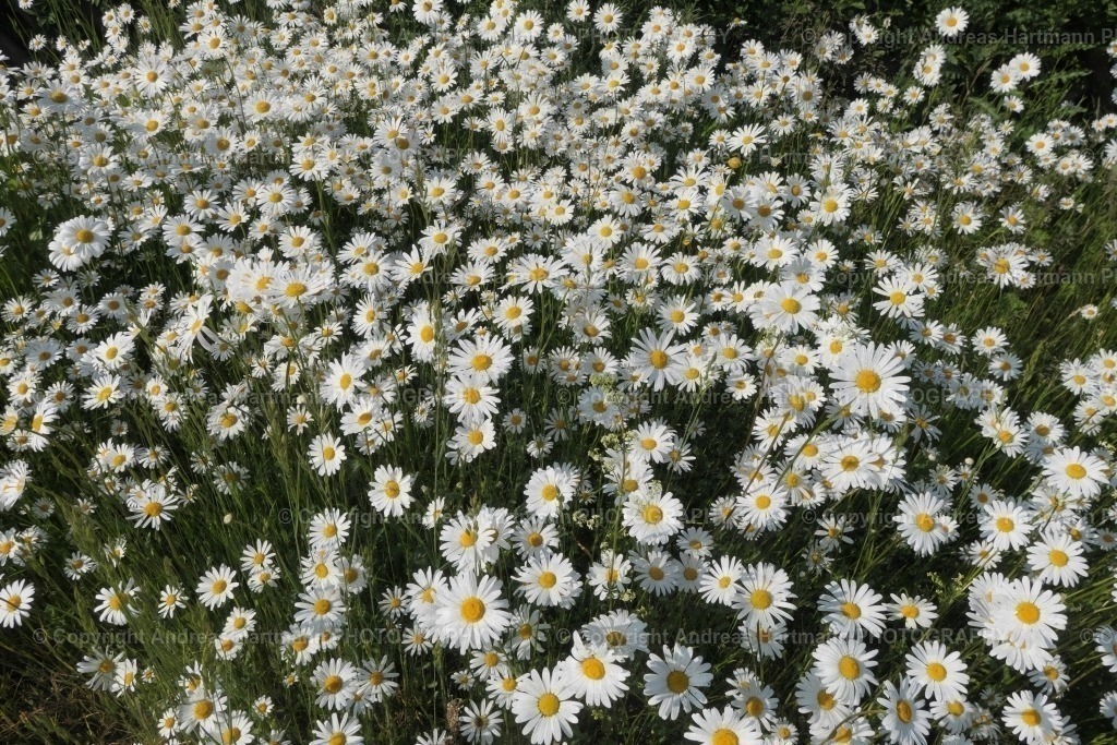 Margeriten | Margeriten - Realisiert mit Pictrs.com