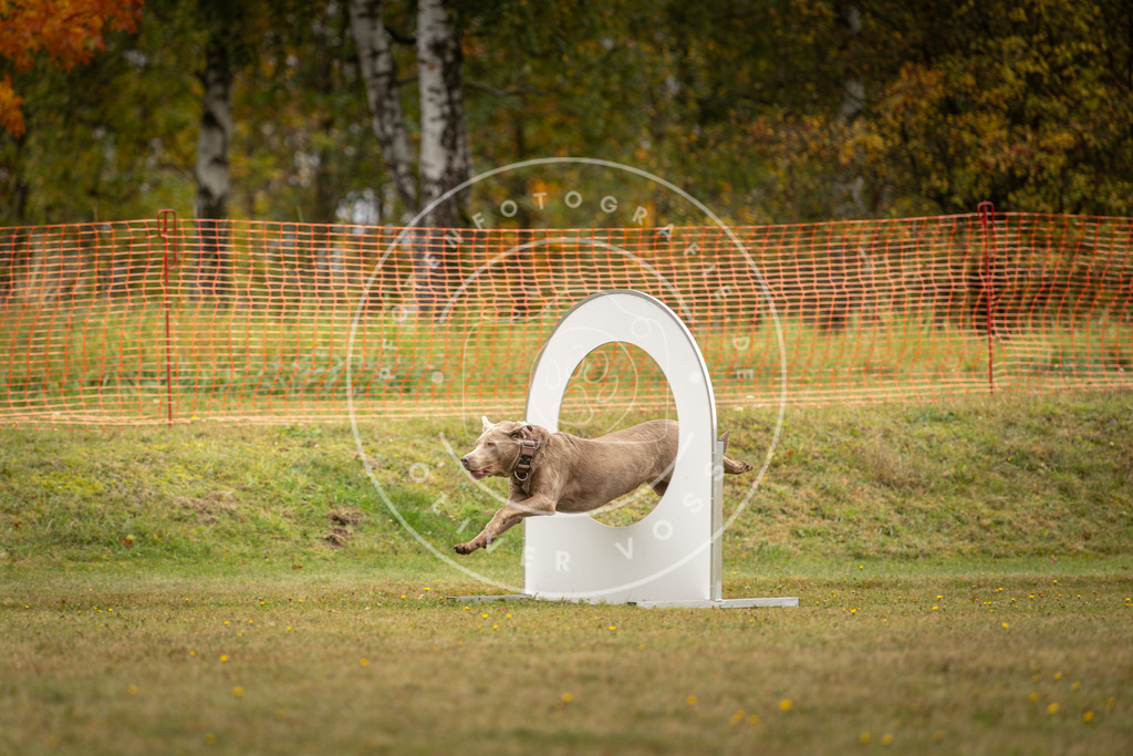 Pfotenfotografie_DV3A2746 | Hundefotografie, Tierfotograf, Pfotenfotografie, Fotoshooting Hund, Hunde Portrait, Hundesport, Hundeportraits, Heideshooting, Hunde, Sportfotograf, Hundefotograf, Turnierhundsport, THS,  - Realisiert mit Pictrs.com