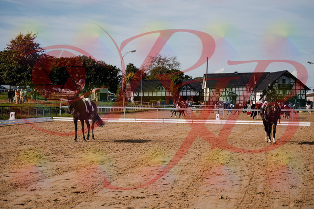 2026_10_03_Siefer-Hof_121822_Z63_42106466 | Professionelle Reitsport-, Turnier- und Eventfotografie von Robert Broda. Galerien mit ausgewählten und bearbeiteten Bildern direkt online ansehen und bestellen.