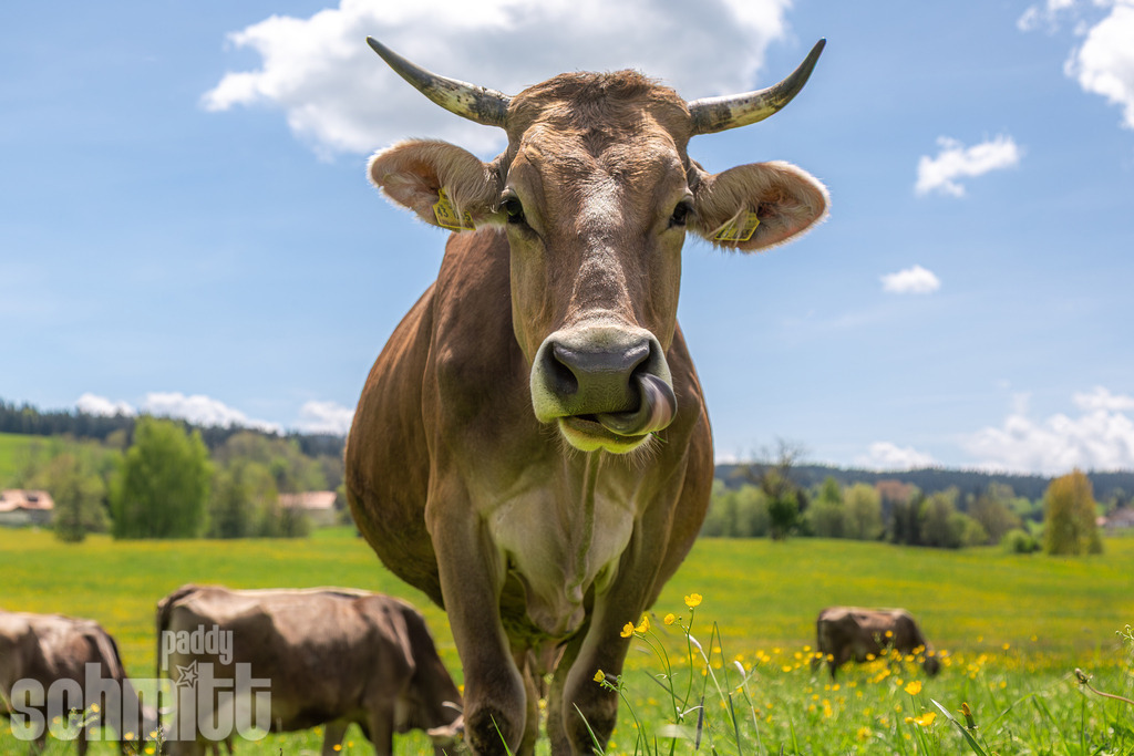 PS-Tiere-2026-19 | Entdecke die größte Bildgalerie der Region mit Fotografien aus dem Allgäu, der Bodenseeregion, Oberschwaben, dem Donautal und der Schwäbischen Alb. Landschaften, Luftaufnahmen und Reisefotografie als Wandbild und Fotokunst. - Realisiert mit Pictrs.com