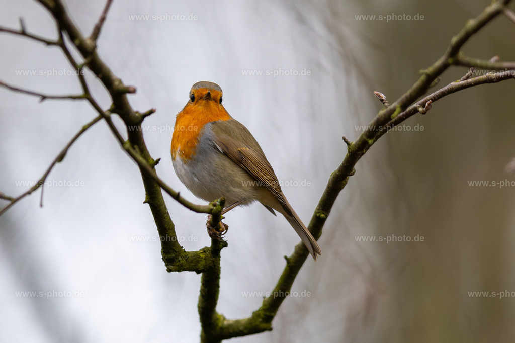 Rotkehlchen | Das europäische Rotkehlchen  - Realisiert mit Pictrs.com