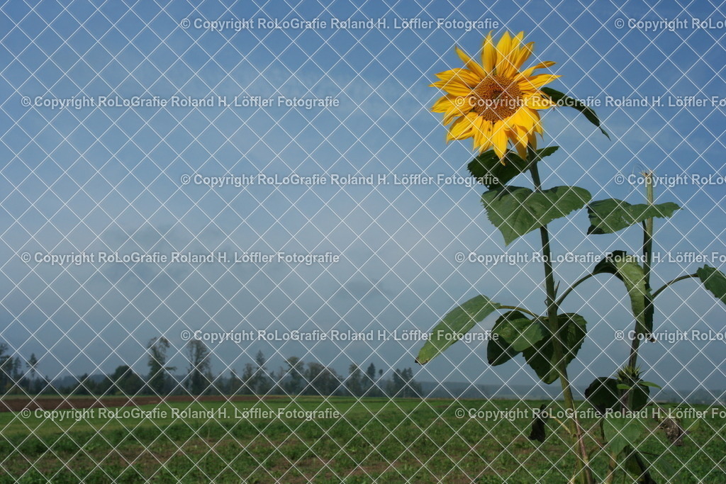 Sonnenblume | Eine Sonnenblume steht einsam in der Natur - Realisiert mit Pictrs.com