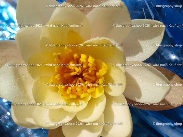 titusgraphy_P6217184b-vz-ln | titusgraphy-shop: Geschenkideen mit Qualitätsfotos. titusgraphy-shop: gift ideas with quality photos. titusgraphy-shop: idées cadeaux avec photos de qualité.  - Realisiert mit Pictrs.com