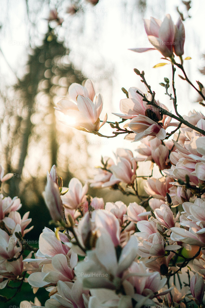 20220323_PaulHense_S0002_DSC03340 | paulhense - Realisiert mit Pictrs.com