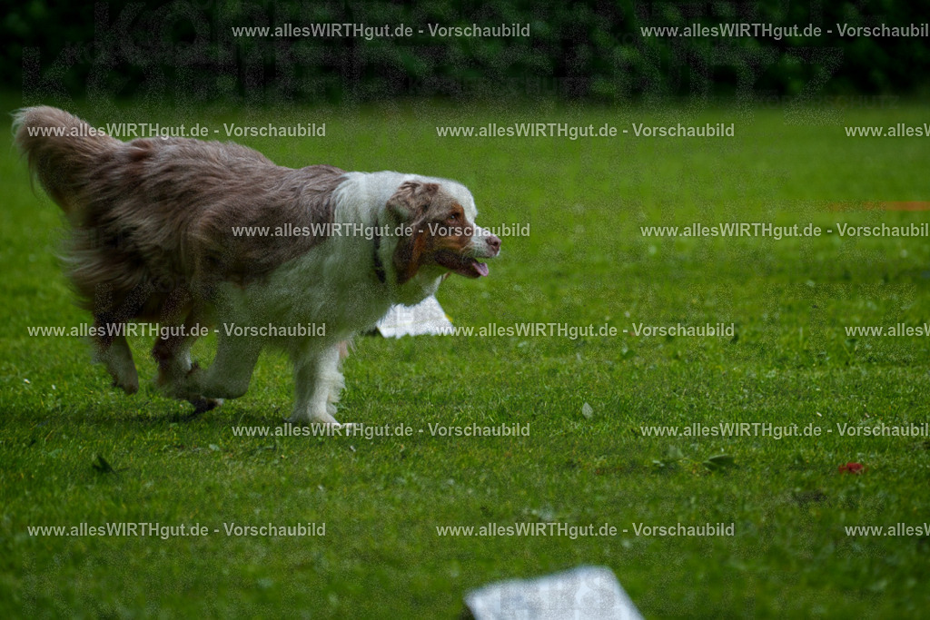 @allesWIRTHgut_Tierfotografie - www.allesWIRTHgut.de - 7R503337 | Professionelle Tierfotografie in Mönchengladbach von Daniel Wirth (allesWIRTHgut). Liebevolle & natürliche Bilder von Hunden & Katzen für unvergessliche Erinnerungen.