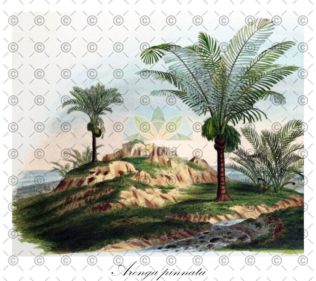 HistAbb_62D5W_1_ENZY_Simple | Historische Abbildung von Arenga pinnata - Arecaceae (Molukken-Zuckerpalme) | Historical Illustration of Arenga pinnata - Arecaceae