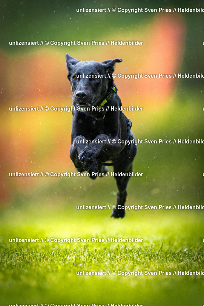 Sven Pries | 2025-09-21 - Hunderennen Baden-Oos - Realisiert mit Pictrs.com