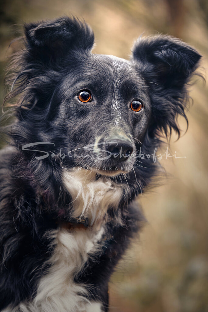 Maya_22-01-192022_01_19_DSCF6967 | People- und Tierfotografie, Imageaufnahmen, Veranstaltungsfotografie und Wandbilder aus der Natur ★ Made in Germany ✔️ Druck + Downloads ✔️ Naturfotografie in Top Qualität ★ schneller Versand, weltweite Lieferung! - Realisiert mit Pictrs.com