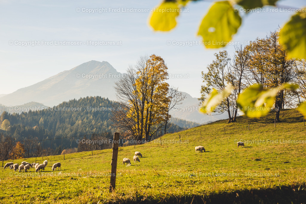 Otscher  (38) | Fotos und Fotoprodukte - Realisiert mit Pictrs.com