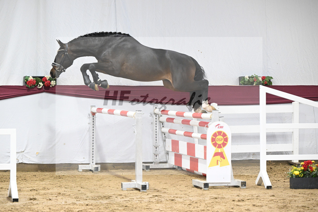 Kat-Nr. 75 Diro x Cornado I_Matthias Schlamminger_47252674 | hf-fotografie - Realisiert mit Pictrs.com