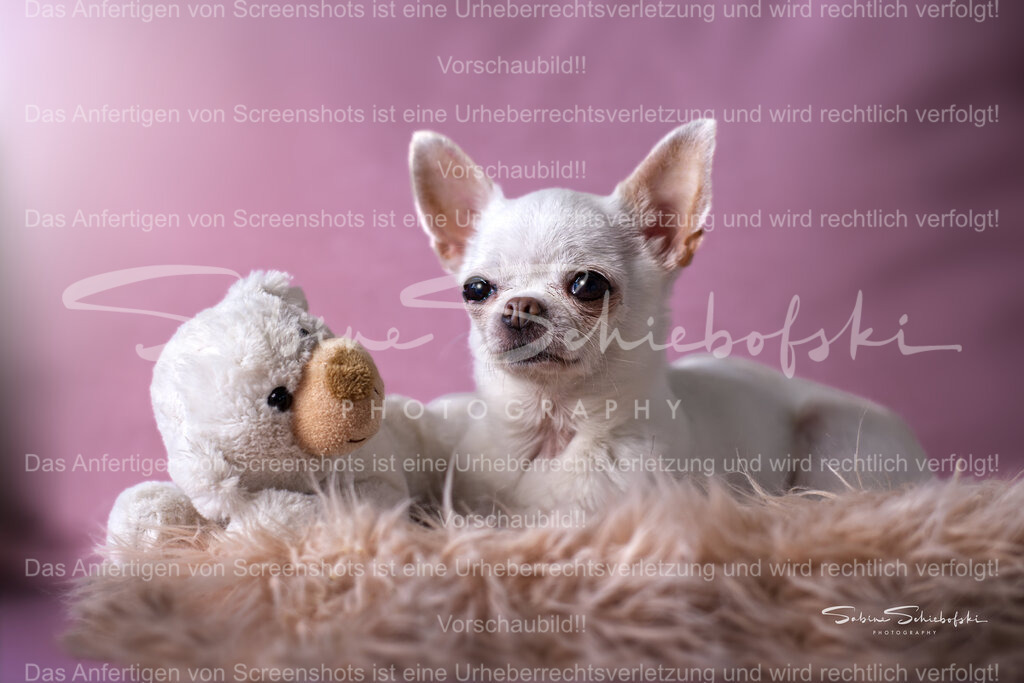 "Bella" Chihuahua | People- und Tierfotografie, Imageaufnahmen, Veranstaltungsfotografie und Wandbilder aus der Natur ★ Made in Germany ✔️ Druck + Downloads ✔️ Naturfotografie in Top Qualität ★ schneller Versand, weltweite Lieferung! - Realisiert mit Pictrs.com
