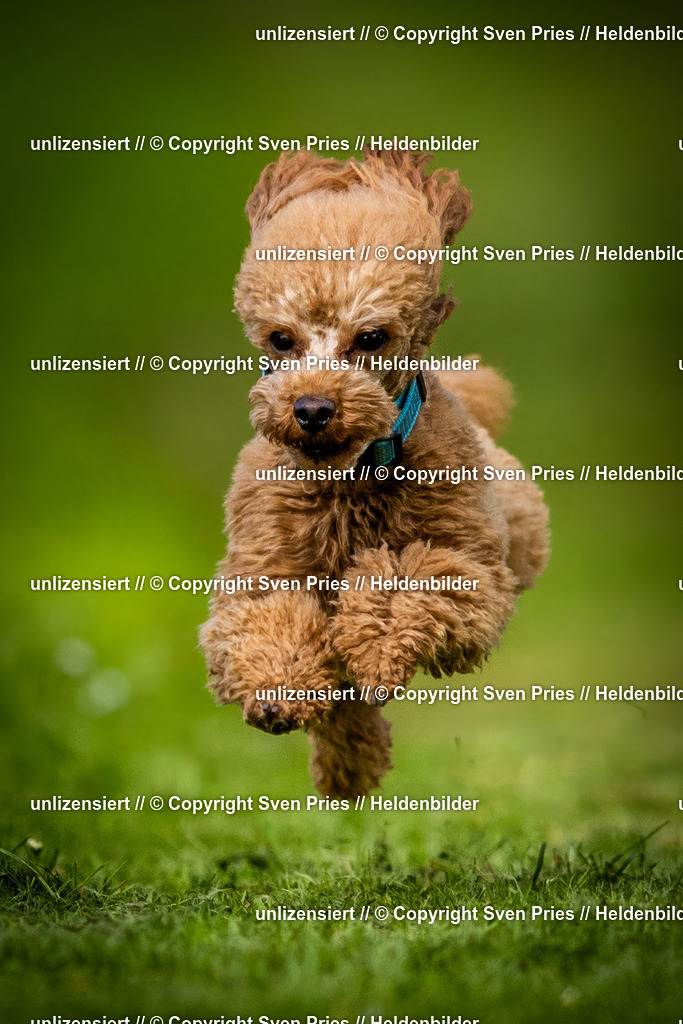 Sven Pries | 2025-04-13 - Hunderennen Baden-Baden - Realisiert mit Pictrs.com