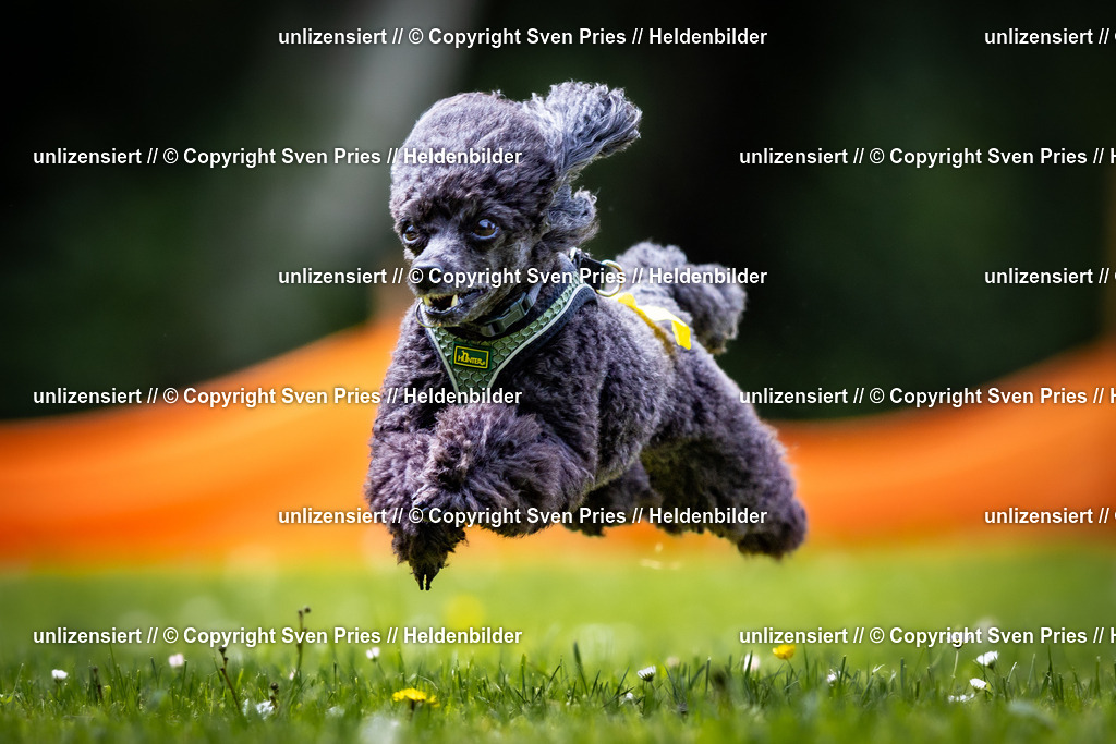 Sven Pries | 2026-05-14 - Hunderennen KA Durlach Vatertag 2026 - Realisiert mit Pictrs.com