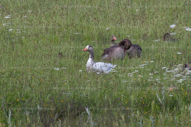 201749 | Tierfotografie, Tierkalender, Tierbilder, Insekten, Spinnen, Vögel, Schmetterling, Libellen, Leinwand, Colorkey, Qualität, Geschenkartikel, Geschenk - Realisiert mit Pictrs.com
