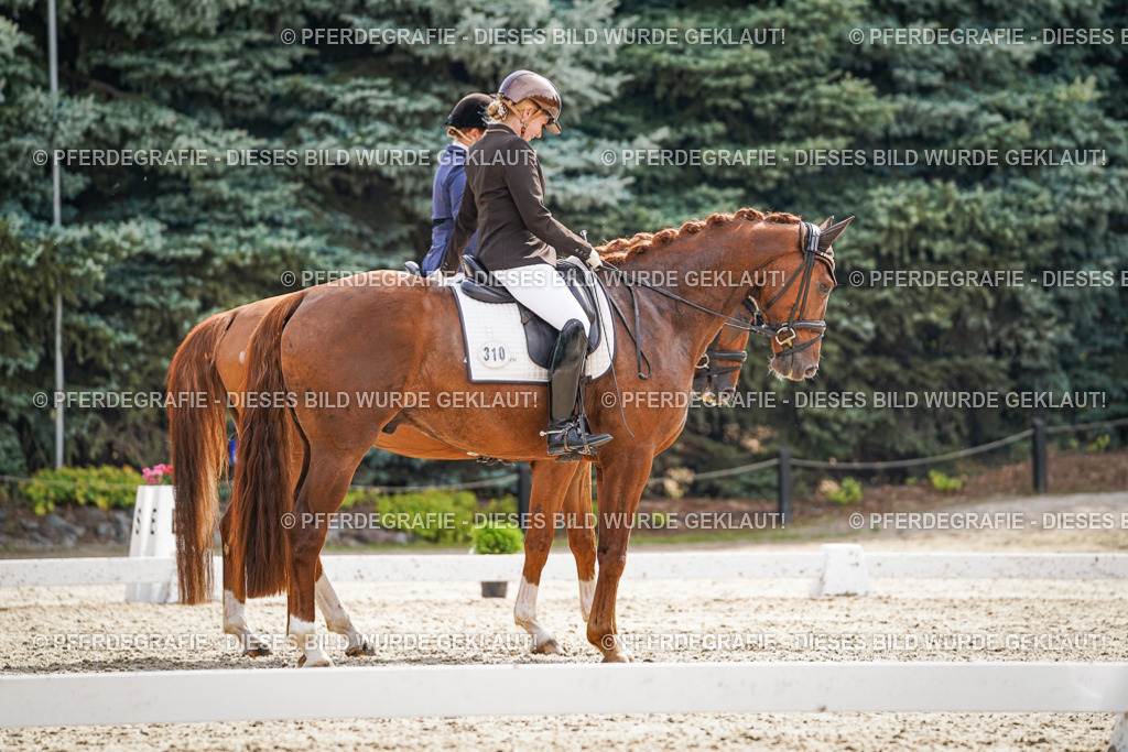 DSC07251 | Pferdegrafie