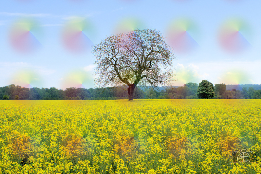 L-Raps-0001 | Entdecken Sie eine vielfältige Auswahl individueller Fotos zum Kauf auf picturalux.de. Finden Sie hochwertige Bilder für Ihre Projekte, die Ihre Botschaft perfekt unterstreichen. Stöbern Sie jetzt und verleihen Sie Ihren Inhalten das gewisse Etwas! - Realisiert mit Pictrs.com