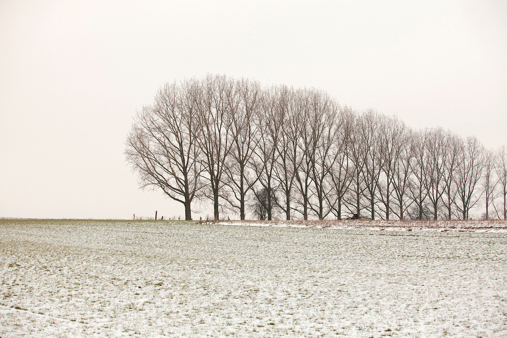 100115-028 | Europa, DEU, Deutschland, Nordrhein Westfalen, NRW, Rheinland, Niederrhein, Uedem, Totenhuegel, Winter, Schnee, Baeume, Pappeln, Tauwetter, Kategorien und Themen, Natur, Umwelt, Landschaft, Jahreszeiten, Stimmungen, Landschaftsfotografie, Landschaften, Landschaftsphoto, Landschaftsphotographie, Wetter, Wetterelemente, Wetterlage, Wetterkunde, Witterung, Witterungsbedingungen, Wettererscheinungen, Meteorologie, Wettervorhersage

[Fuer die Nutzung gelten die jeweils gueltigen Allgemeinen Liefer-und Geschaeftsbedingungen. Nutzung nur gegen Verwendungsmeldung und Nachweis. Download der AGB unter http://www.image-box.com oder werden auf Anfrage zugesendet. Freigabe ist vorher erforderlich. Jede Nutzung des Fotos ist honorarpflichtig gemaess derzeit gueltiger MFM Liste - Kontakt, Uwe Schmid-Fotografie, Duisburg, Tel. (+49).2065.677997, 
archiv@image-box.com, www.image-box.com] - Realisiert mit Pictrs.com