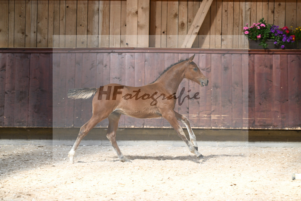 Kat-Nr. 32 SF Toledo VDL x Canstakko_Haarmann_32240314 | hf-fotografie - Realizzato con Pictrs.com