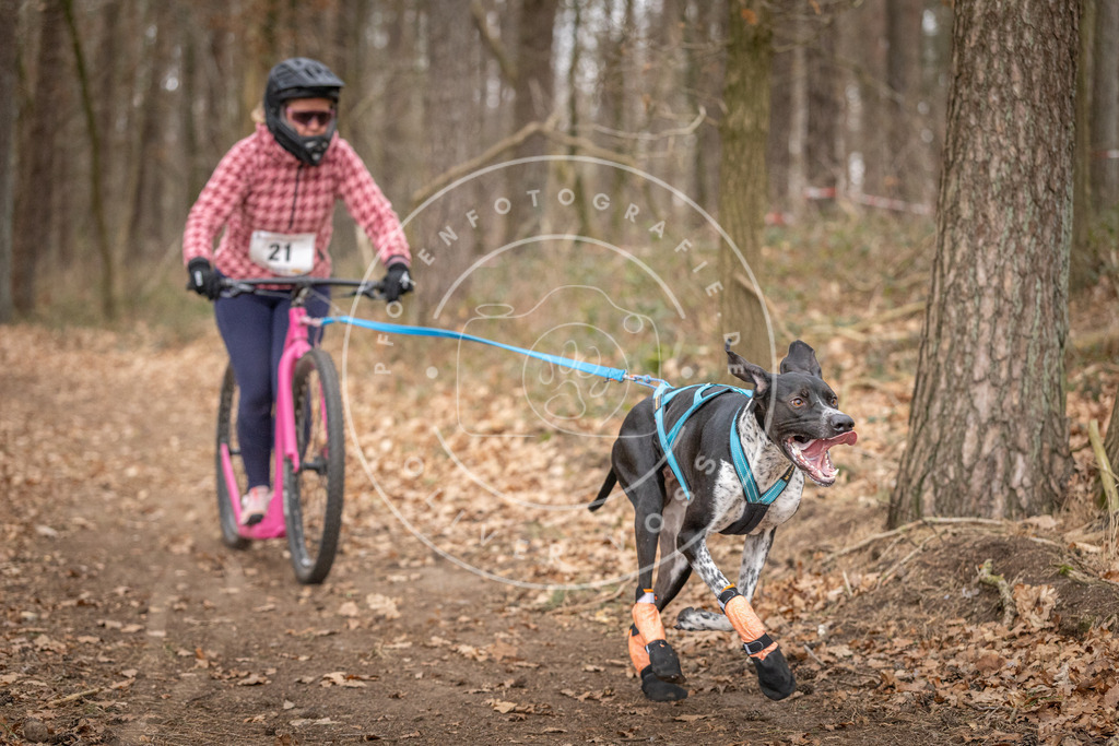Pfotenfotografie_DV3A7551 | Hundefotografie, Tierfotograf, Pfotenfotografie, Fotoshooting Hund, Hunde Portrait, Hundesport, Hundeportraits, Heideshooting, Hunde, Sportfotograf, Hundefotograf, Turnierhundsport, THS,  - Realisiert mit Pictrs.com